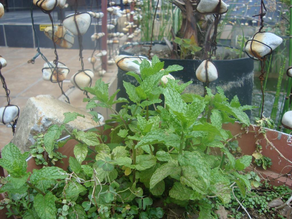 44 On Ennis Guest Lodge And Restaurant - No Load Sheddding إرميلو المظهر الخارجي الصورة
